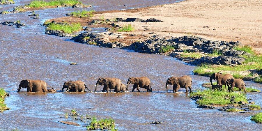 Elefanti al Kruger
