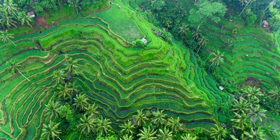 Le incredibili terrazze di riso
