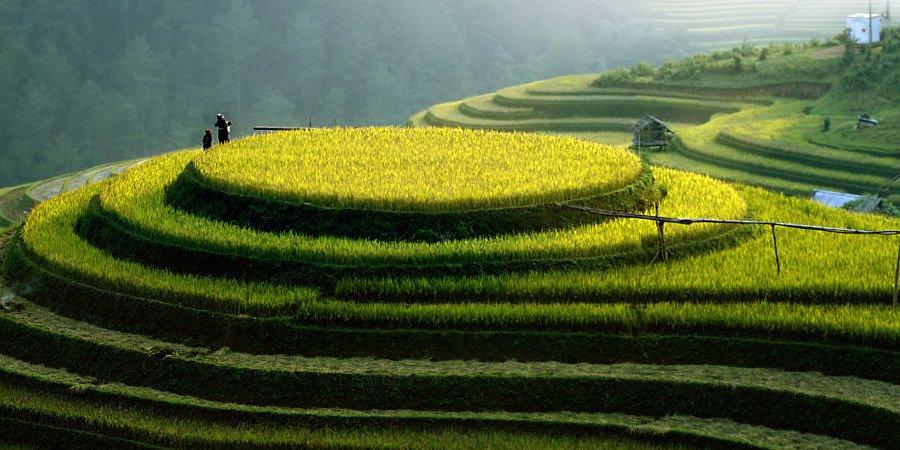 Risaie in Vietnam