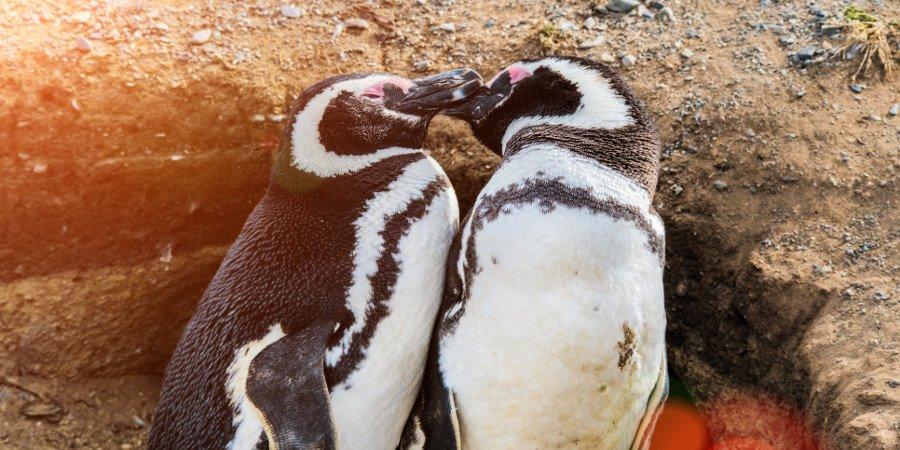 Pinguini di Magellano sulle coste cilene